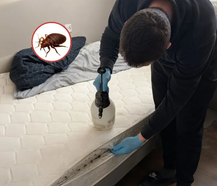 Technicien traitant un matelas contre les punaises de lit à Émancé
